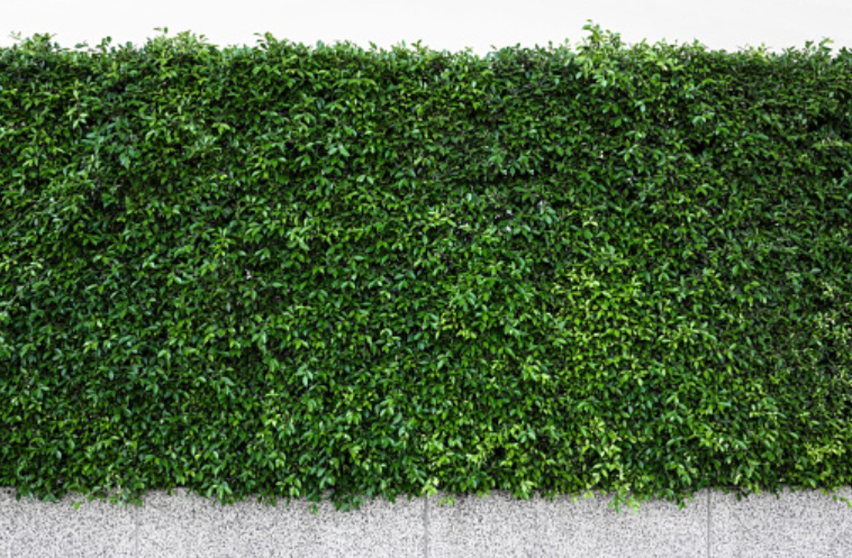 Everything about green walls that you should know