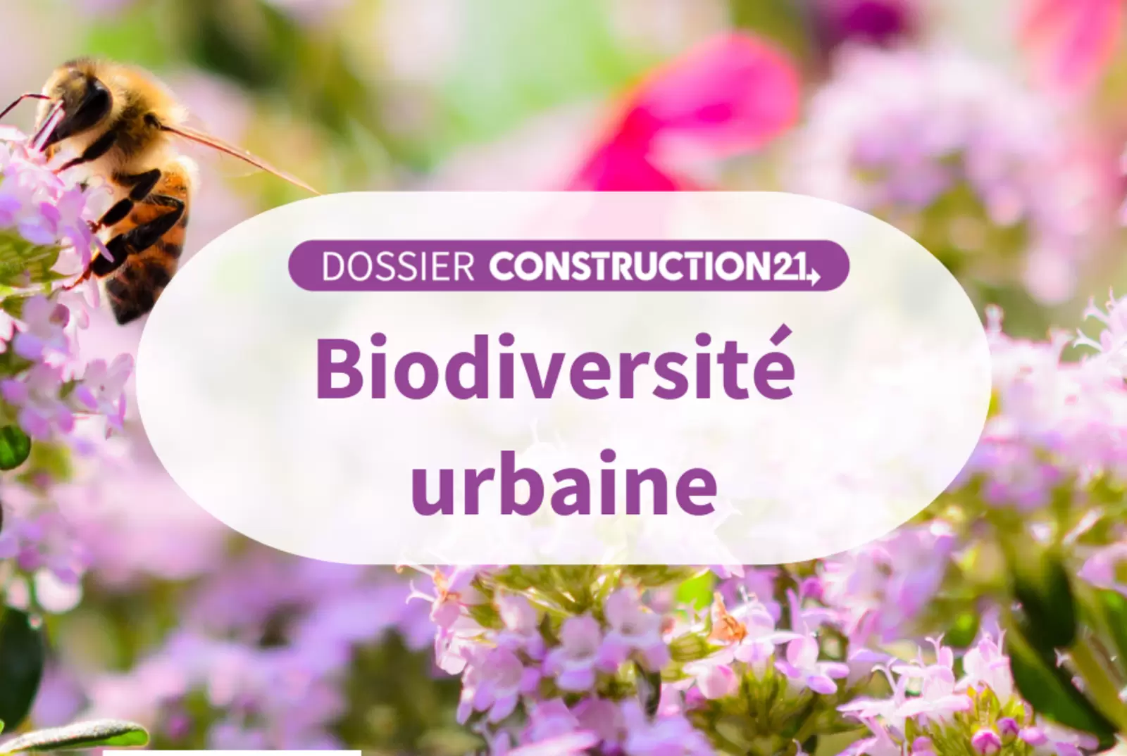 Biodiversité urbaine