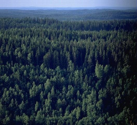 Journée des forêts : la FAO encourage à rendre le secteur du bois-énergie plus écologique